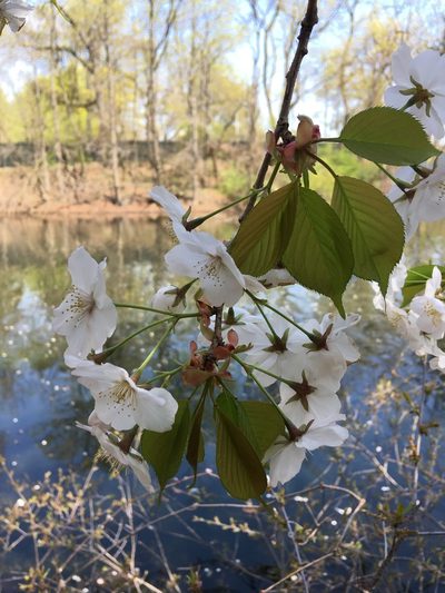 Prunus speciosa, photographed by Daniel Atha