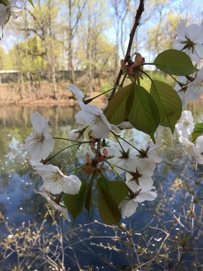 Prunus speciosa, photographed by Daniel Atha