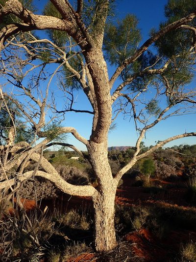 Gyrostemon ramulosus, photographed by ronavery