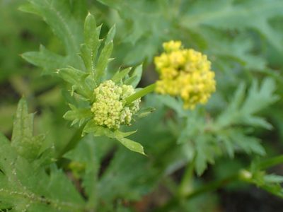Sanicula arguta, photographed by George Williams