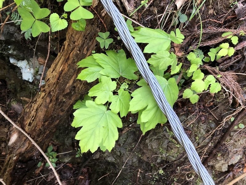 Acer diabolicum, photographed by Junichi　Mandai