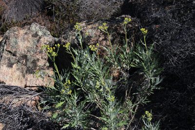 Senecio cinerascens, photographed by Tony Rebelo