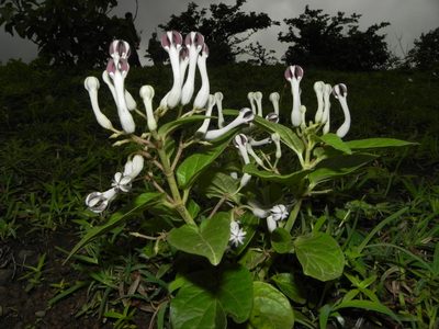 Ceropegia lawii, photographed by S.MORE