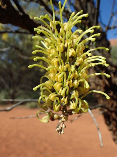 Hakea divaricata, photographed by ronavery