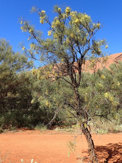 Hakea divaricata, photographed by ronavery