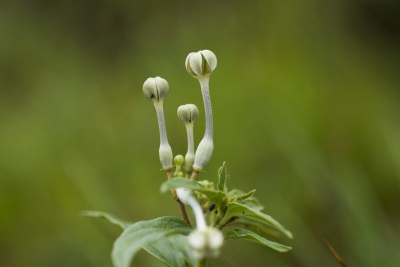 Ceropegia panchganiensis, photographed by S.MORE