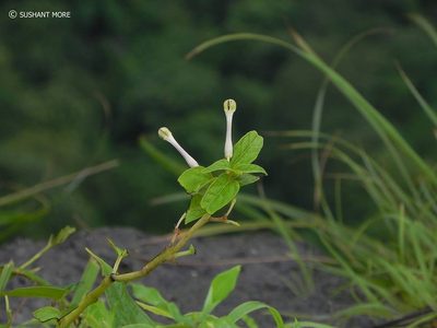 Ceropegia lawii, photographed by S.MORE