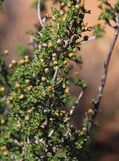 Euryops multifidus, photographed by Tony Rebelo