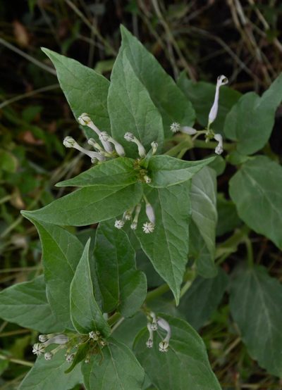 Ceropegia lawii, photographed by S.MORE