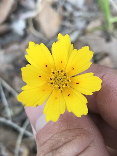 Coreopsis nuecensis, photographed by Cody Stricker