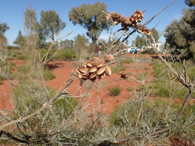 Grevillea eriostachya, photographed by ronavery