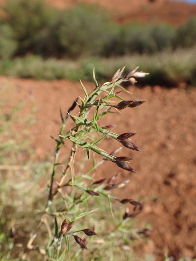 Eriachne scleranthoides, photographed by ronavery