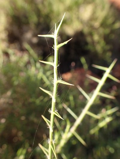 Eriachne scleranthoides, photographed by ronavery
