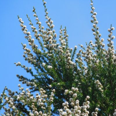 Taxandria juniperina, photographed by Stephen Thorpe
