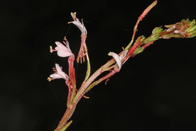 Oenothera simulans, photographed by Judy Gallagher