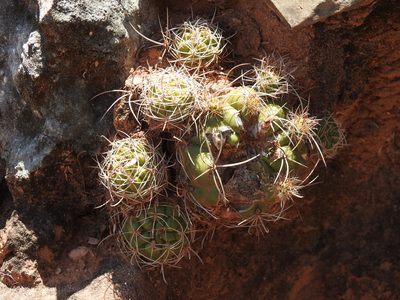Weingartia neocumingii, photographed by Naturalist Tours