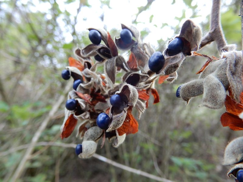 Rhynchosia hirta, photographed by Seema Merchant