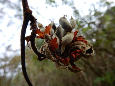 Rhynchosia hirta, photographed by Seema Merchant