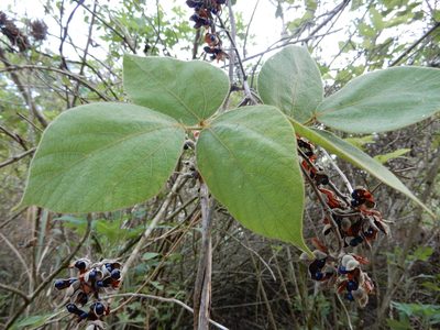 Rhynchosia hirta, photographed by Seema Merchant