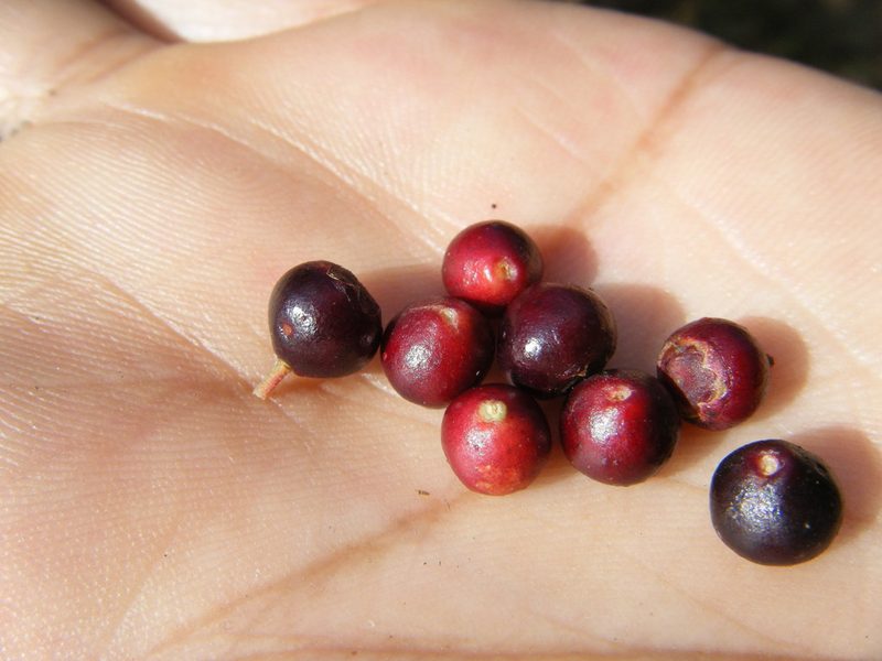 Vaccinium leucanthum, photographed by Bernardino Villa B.