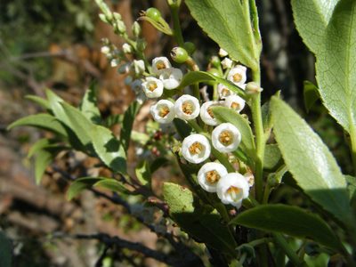 Vaccinium leucanthum, photographed by Bernardino Villa B.