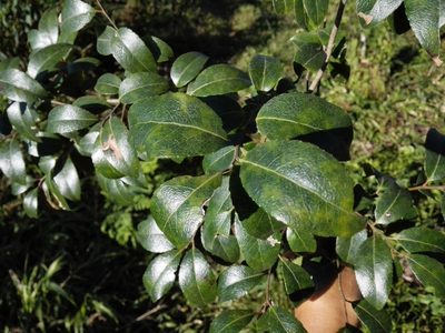 Vaccinium leucanthum, photographed by Bernardino Villa B.