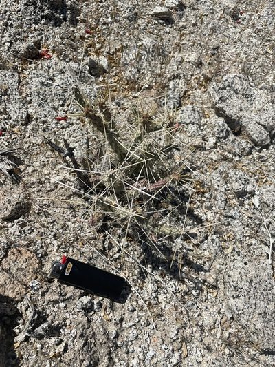 Cylindropuntia tesajo, photographed by Jim Riley