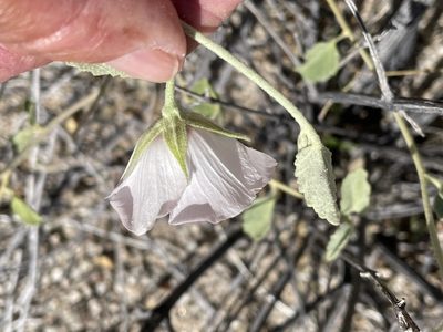 Hibiscus denudatus, photographed by Jim Riley
