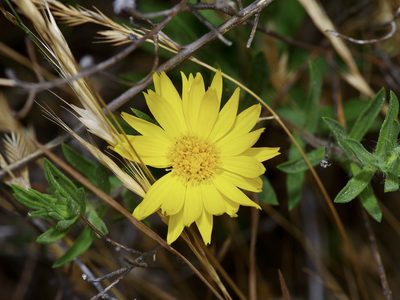 Heterotheca stenophylla, photographed by Michelle W. （鍾偉瑋）