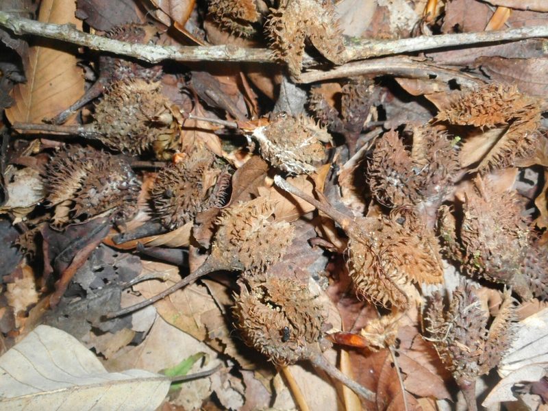 Fagus longipetiolata, photographed by Eugene Popov