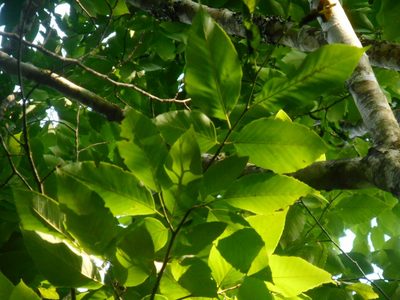 Fagus longipetiolata, photographed by Eugene Popov