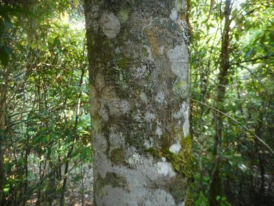 Fagus longipetiolata, photographed by Eugene Popov