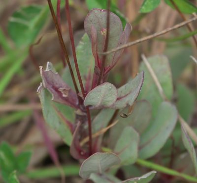 Samolus ebracteatus, photographed by Robert Webster