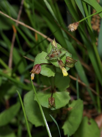Erythranthe inamoena, photographed by Michelle W. （鍾偉瑋）