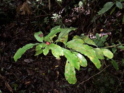 Alseuosmia macrophylla, photographed by naturewatchwidow