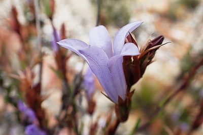 Prismatocarpus candolleanus, photographed by Di Turner