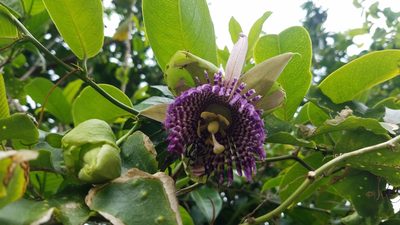 Passiflora laurifolia, photographed by Mitch Van Dyke