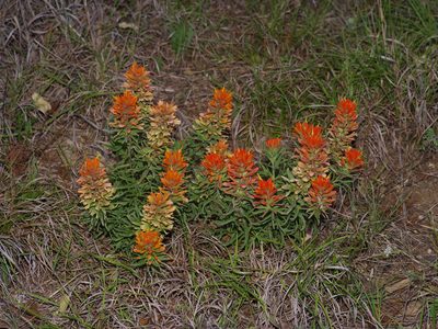 Castilleja lindheimeri, photographed by Michelle W. （鍾偉瑋）