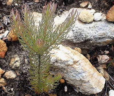 Spatalla barbigera, photographed by Di Turner