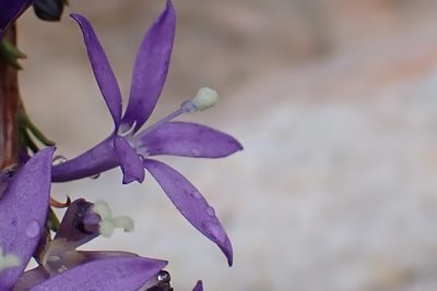 Theilera guthriei, photographed by Di Turner