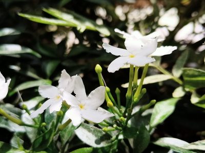 Tabernaemontana divaricata, photographed by Sabarni Sarker