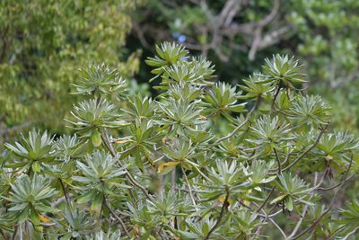 Brachyglottis huntii, photographed by Christopher Stephens