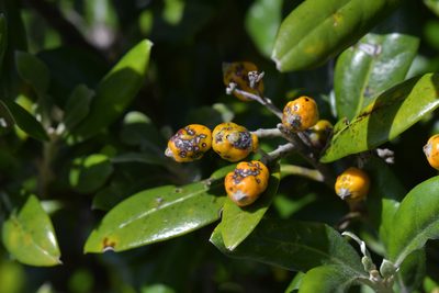 Corokia macrocarpa, photographed by Christopher Stephens