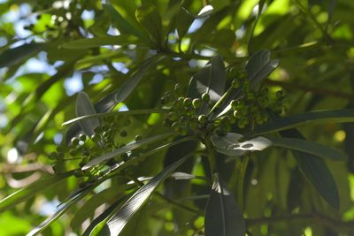 Pseudopanax chathamicus, photographed by Christopher Stephens