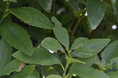 Melicytus chathamicus, photographed by Christopher Stephens