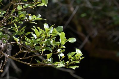 Coprosma chathamica, photographed by Christopher Stephens