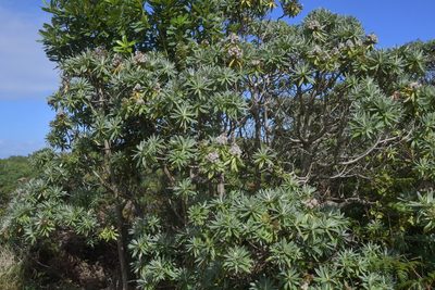 Brachyglottis huntii, photographed by Christopher Stephens