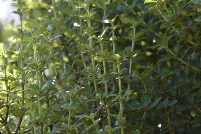 Coprosma chathamica, photographed by Christopher Stephens