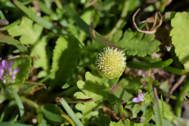 Leptinella potentillina, photographed by Christopher Stephens