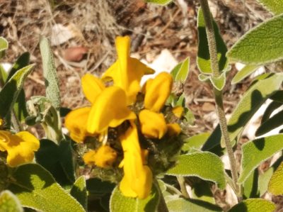 Phlomis fruticosa, photographed by Ben Costamagna